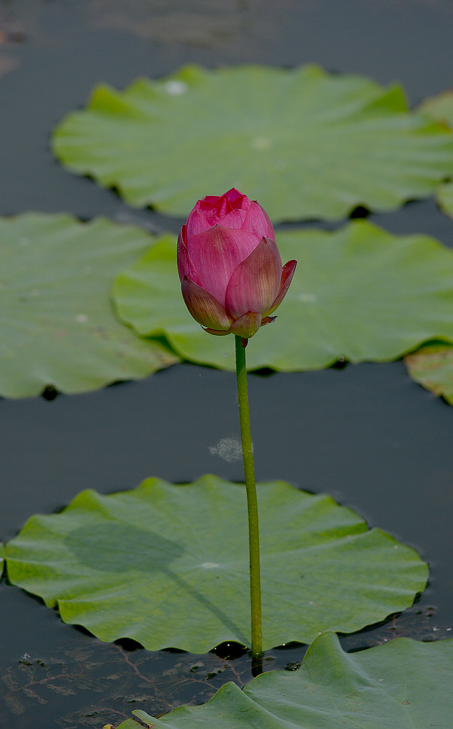 DSC_3823.jpg