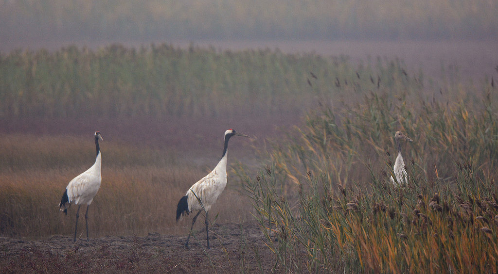DSC_2642.jpg