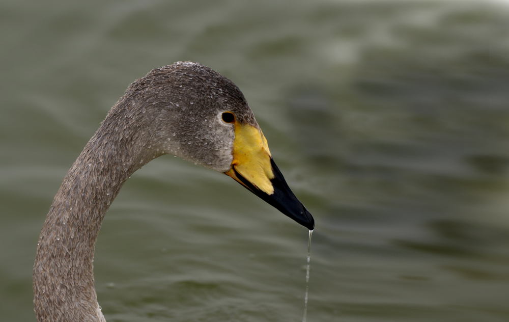DSC_5313.JPG