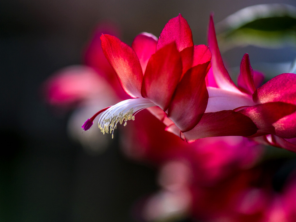 _DSC8087.jpg