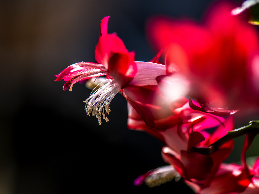_DSC8090.jpg
