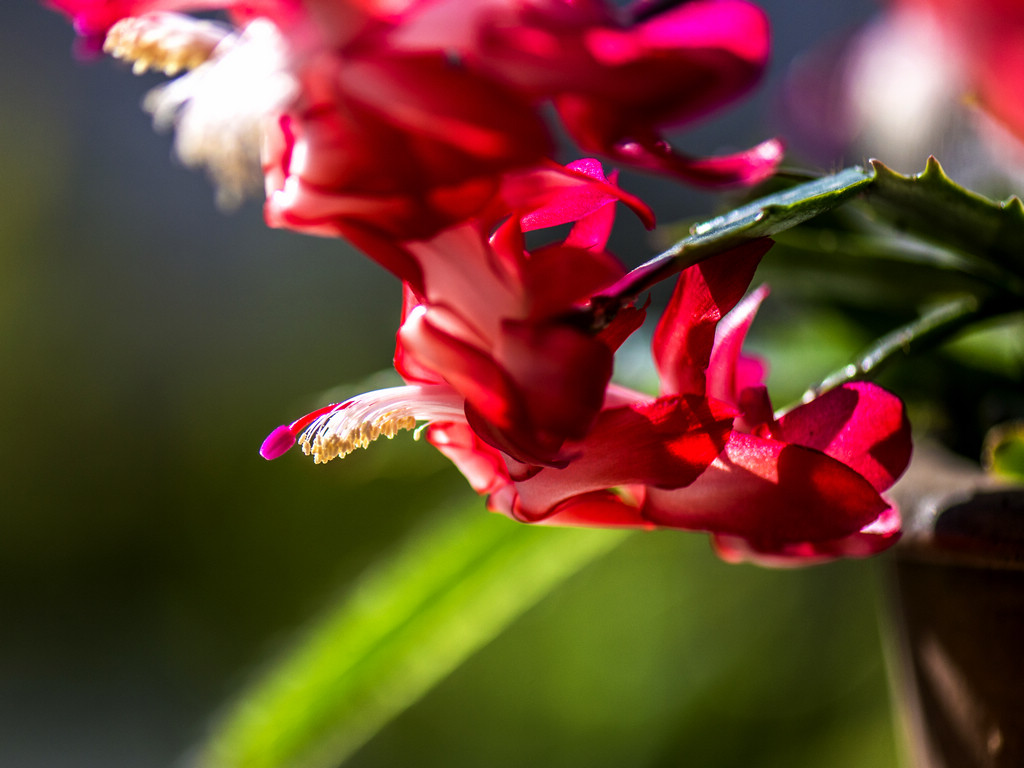 _DSC8105.jpg