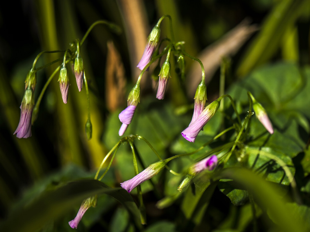 _DSC8109.jpg