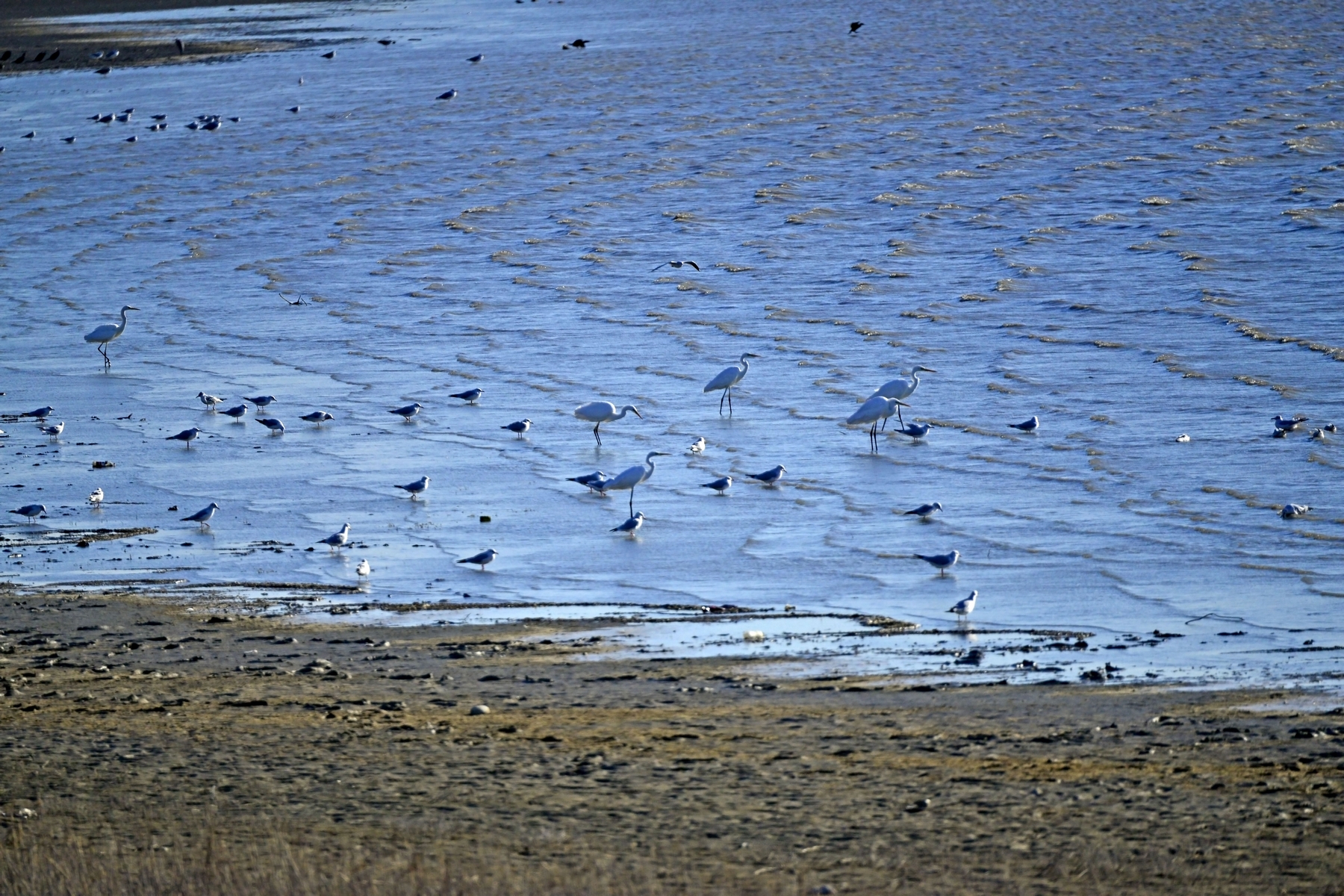 nEO_IMG__DSC4286.jpg