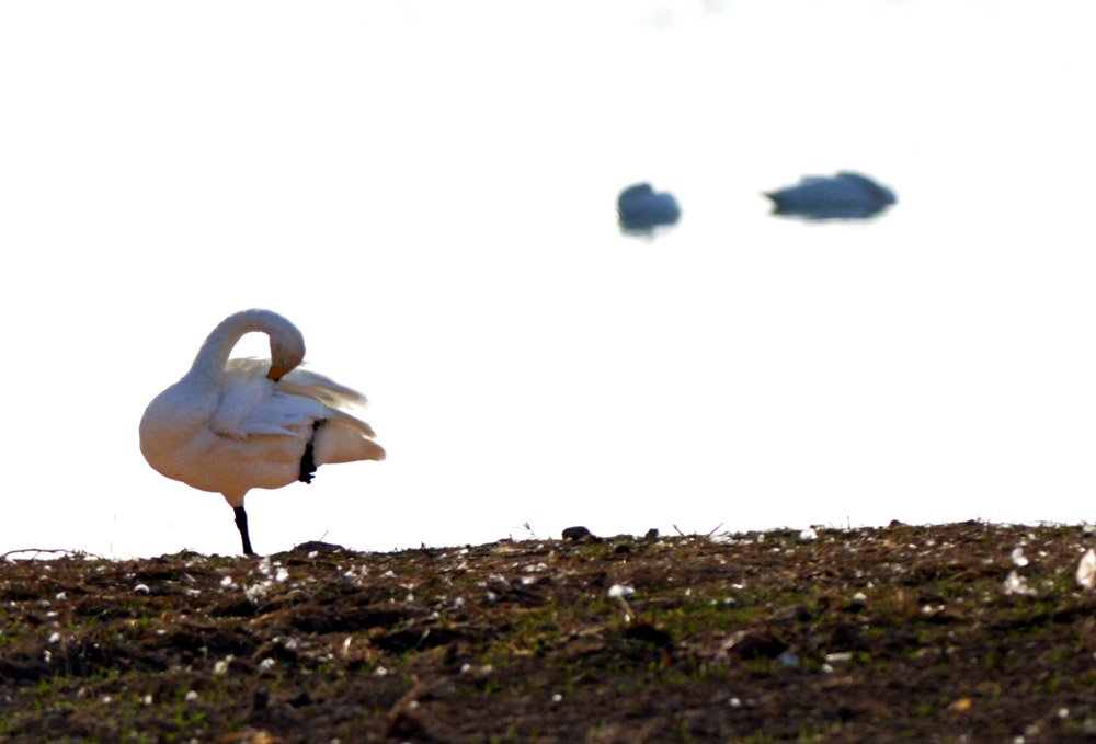 DSC_4822.JPG