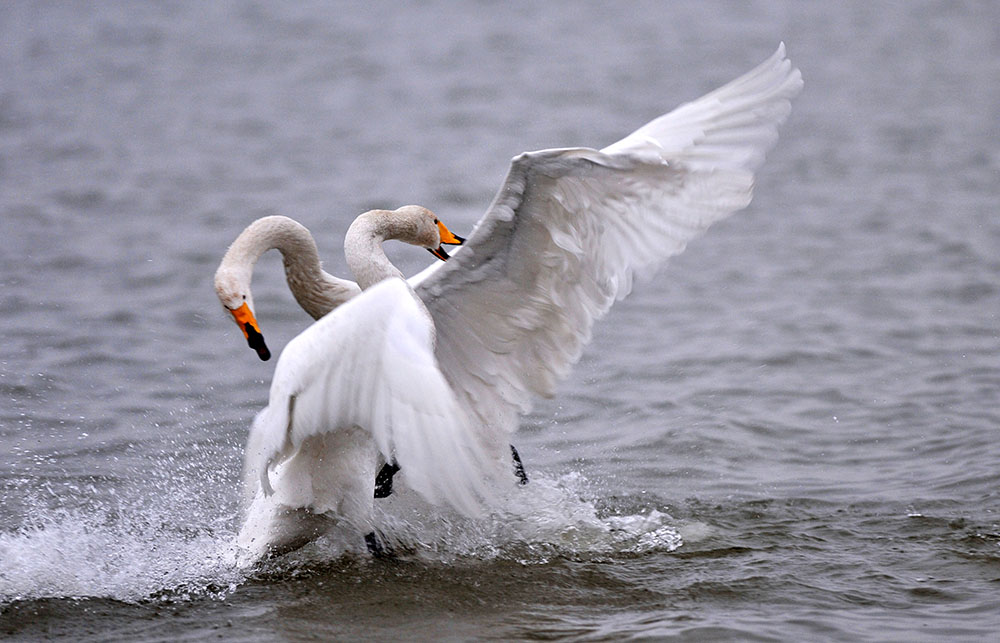 DSC_3423.JPG