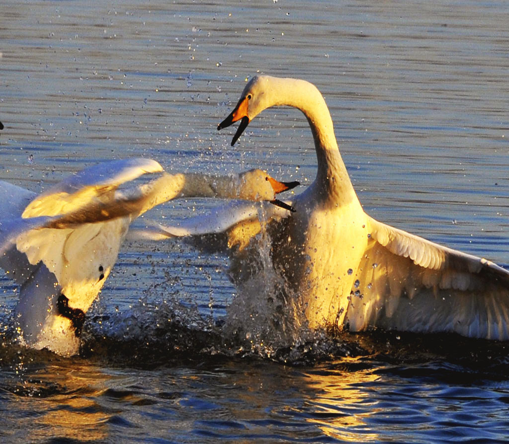 _DSC6153=.jpg