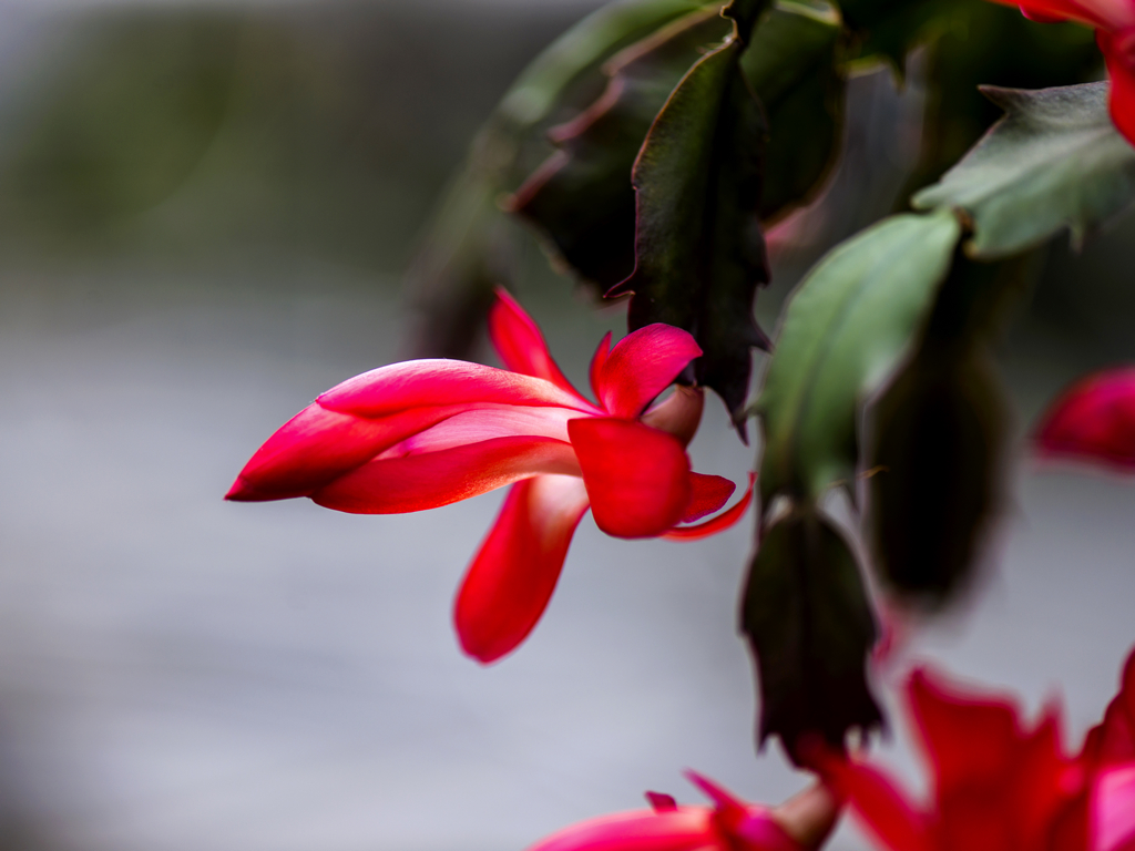 _DSC9009.jpg