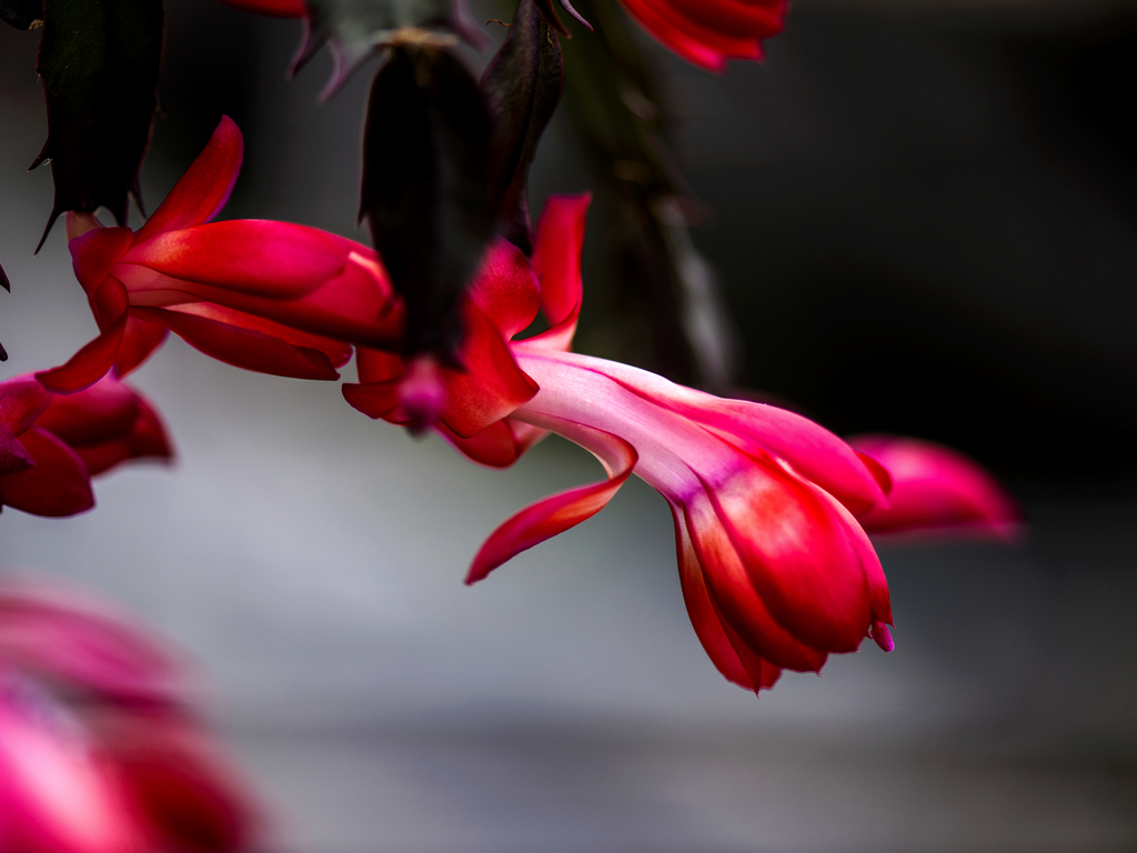 _DSC9014.jpg