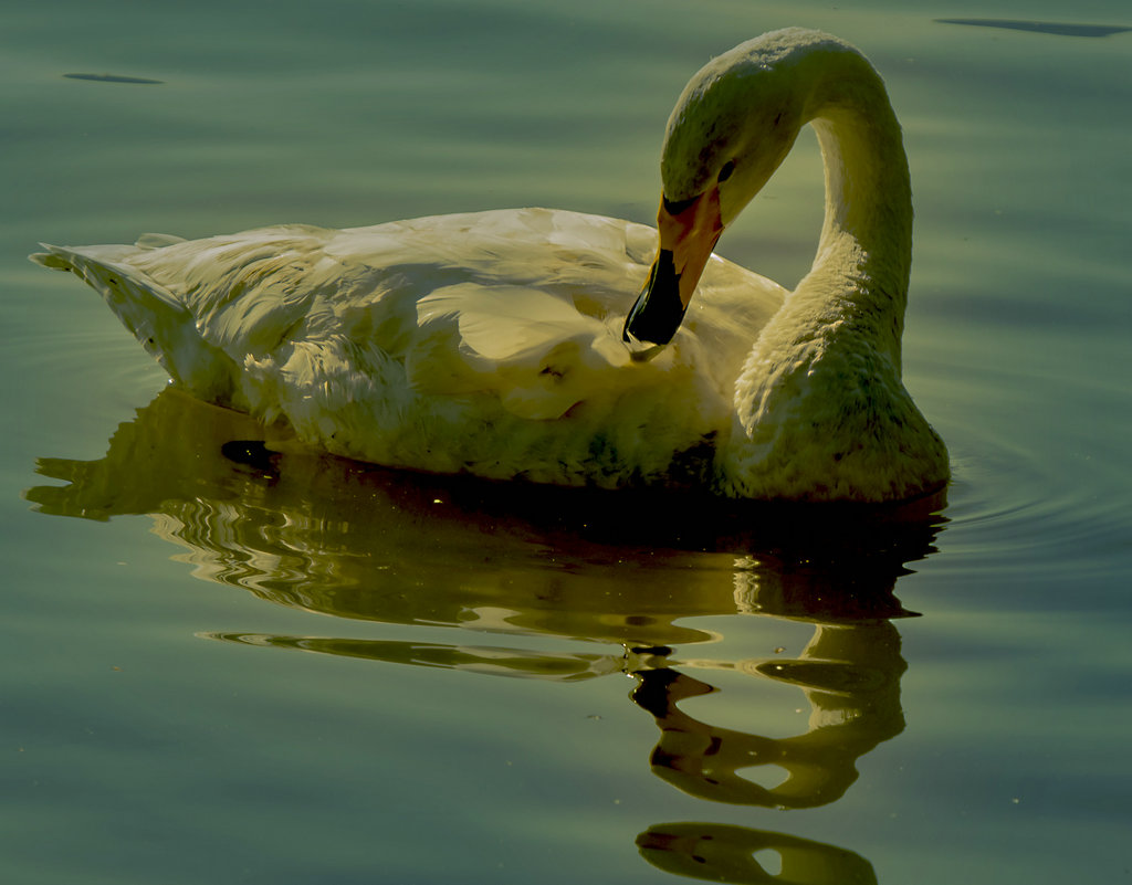_DSC4508.jpg