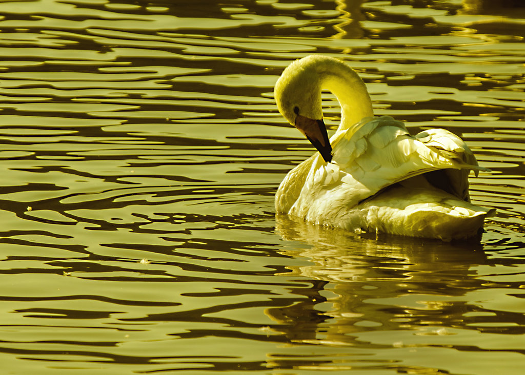 _DSC4522.jpg