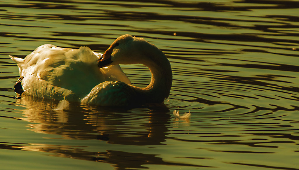 _DSC4528.jpg