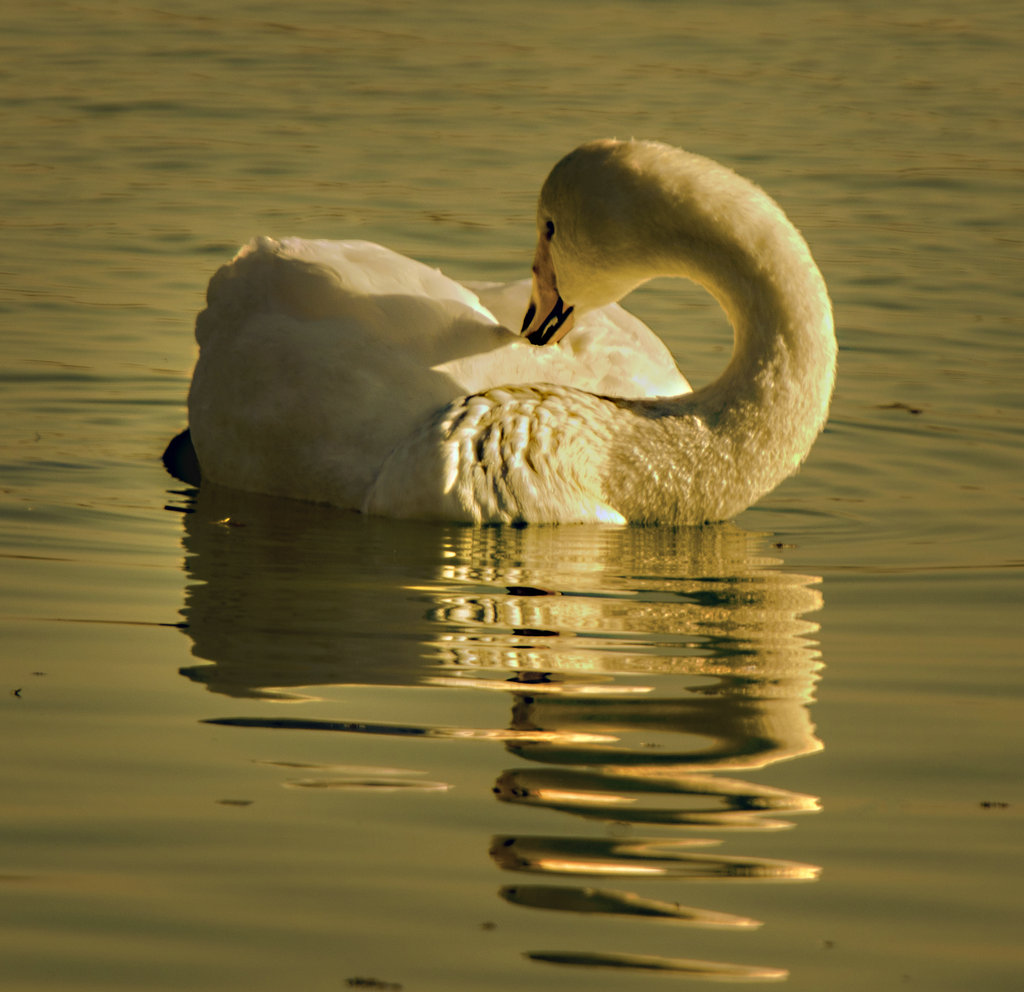 _DSC4594.jpg