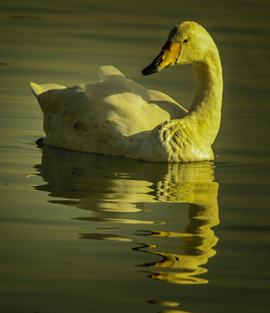 _DSC4610.jpg