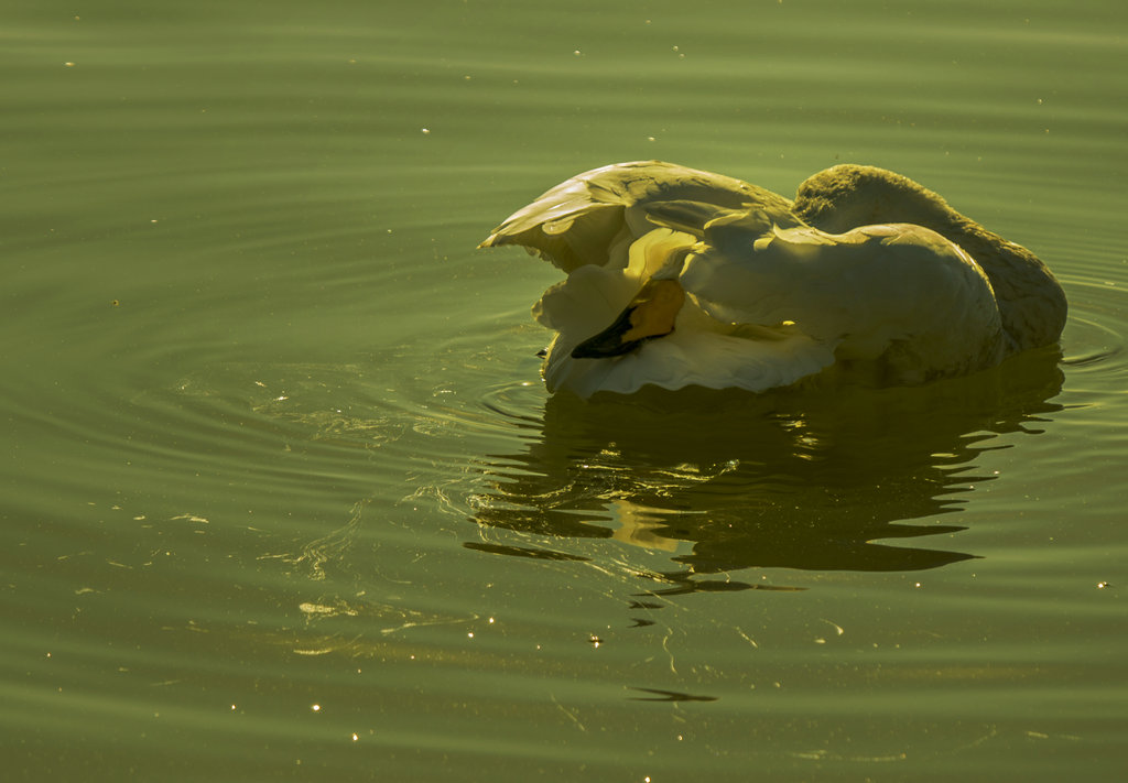 _DSC4645.jpg