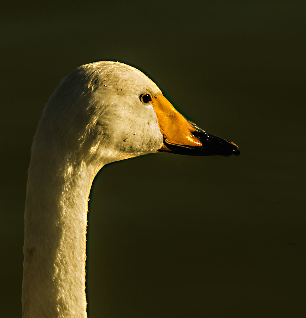 _DSC4633.jpg