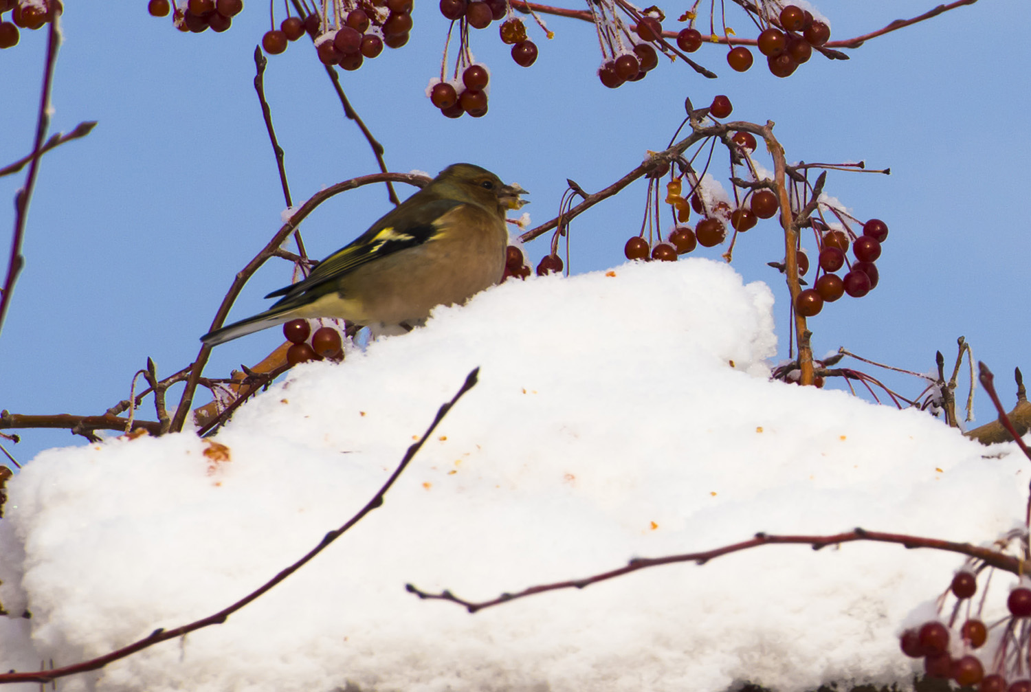 _DSC5947.JPG