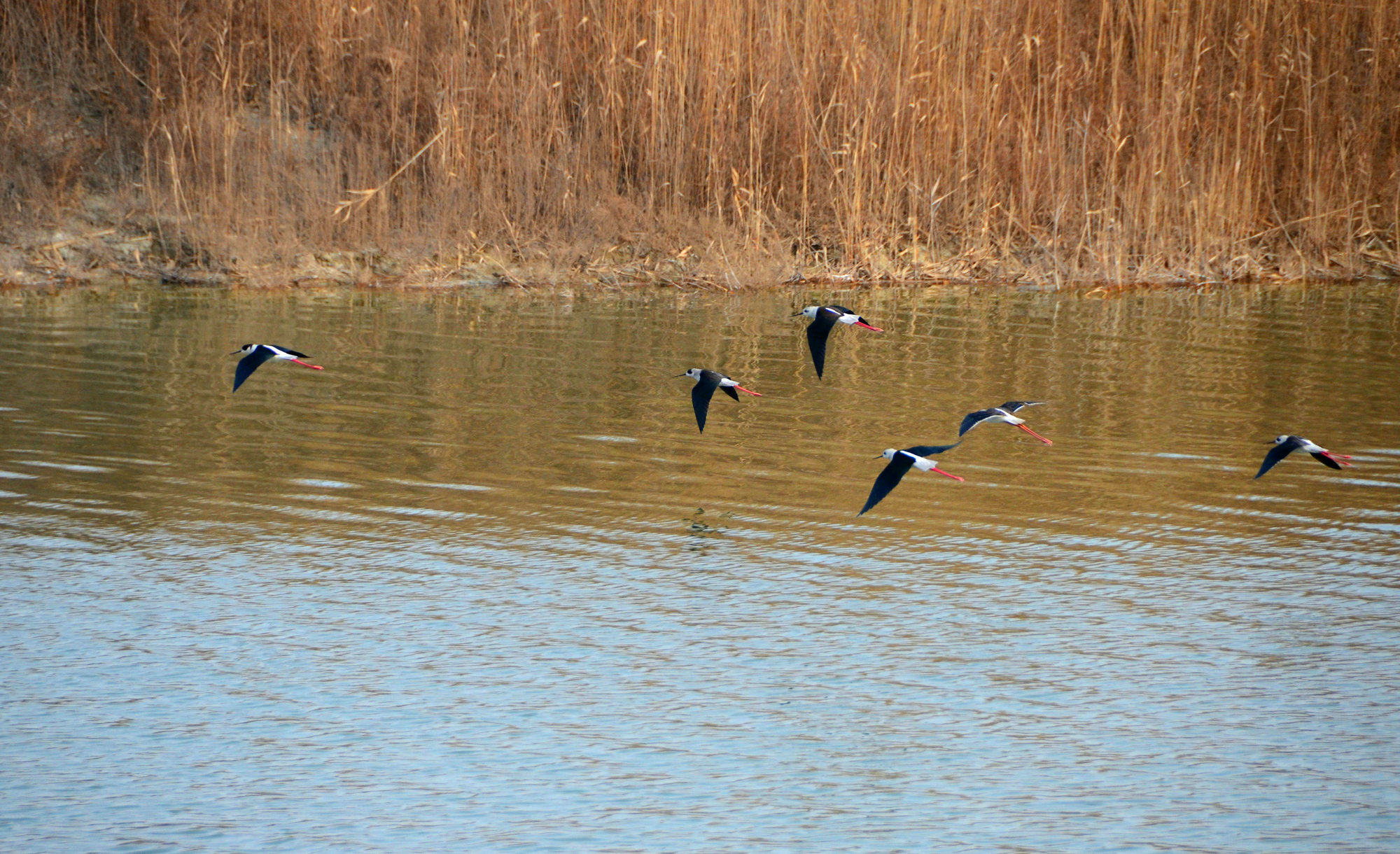 DSC_3818.JPG