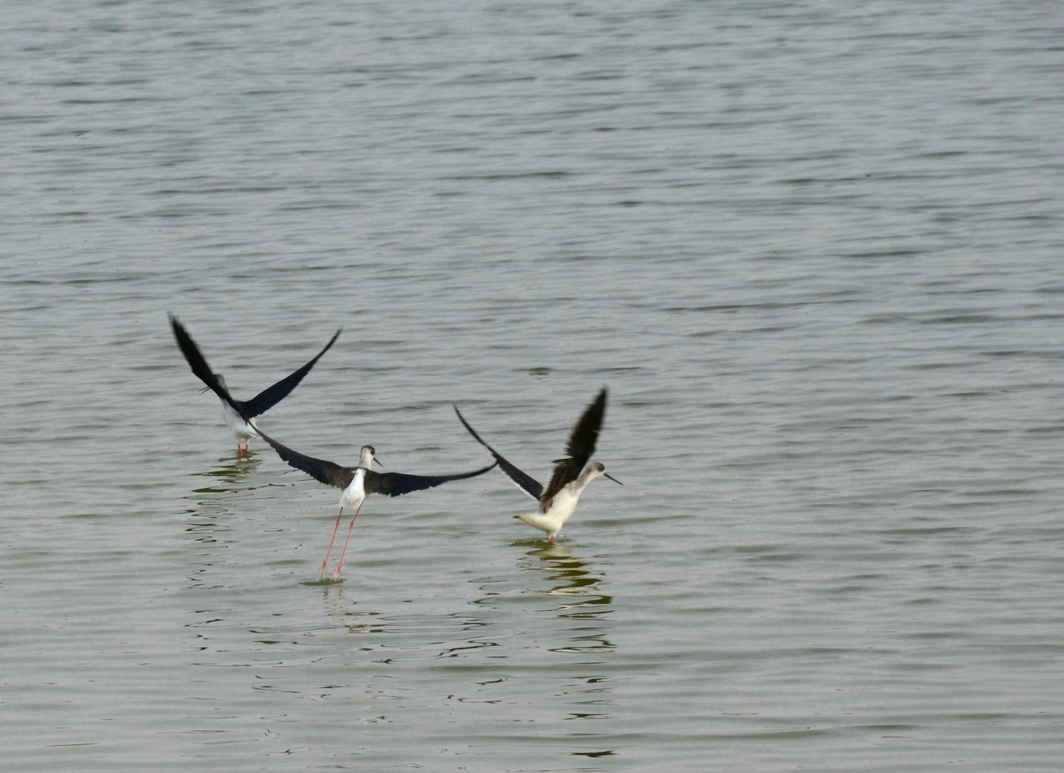 DSC_3857.JPG