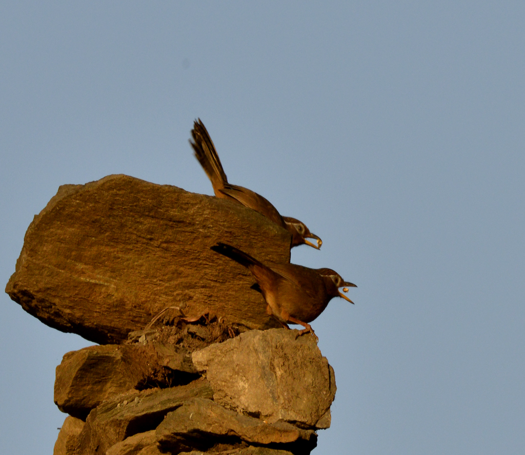 _DSC3593-.jpg