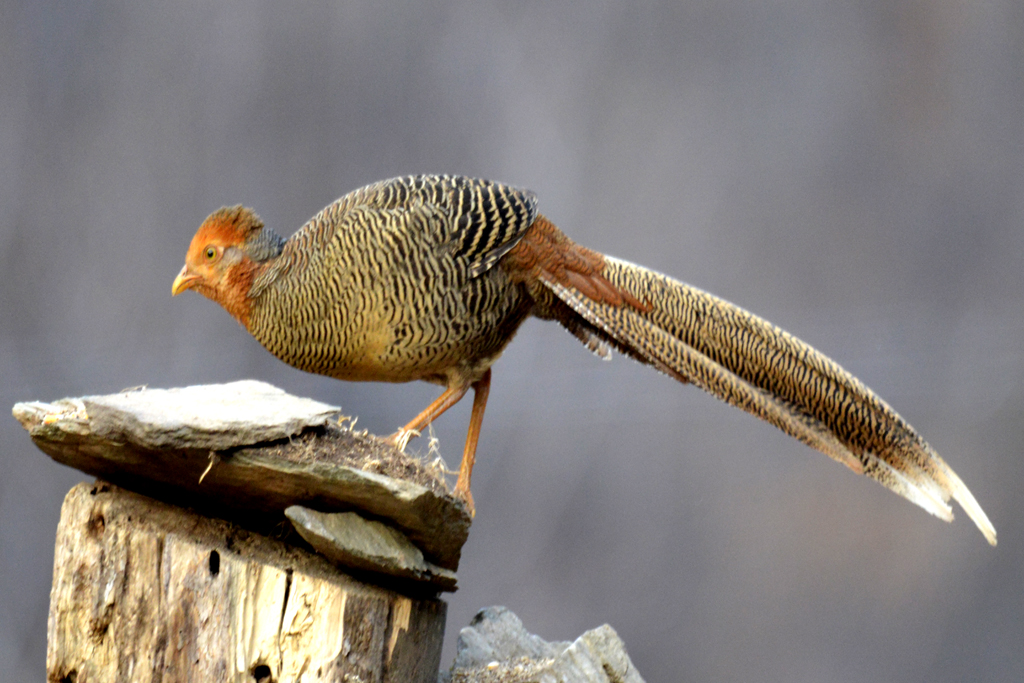_DSC9005=.jpg