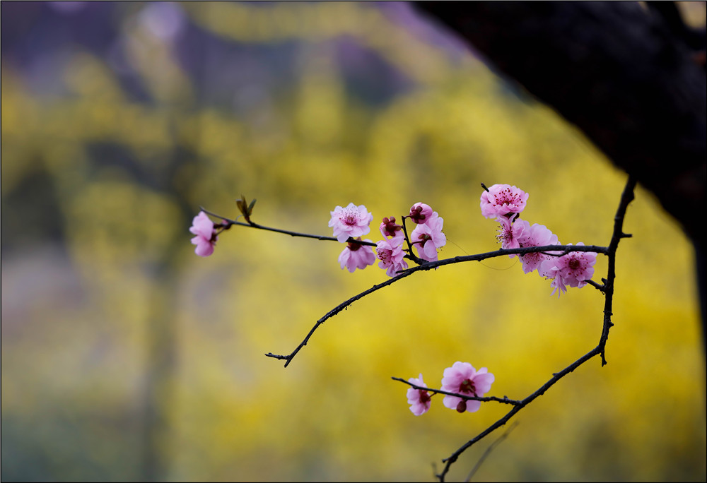 _54A1390.jpg