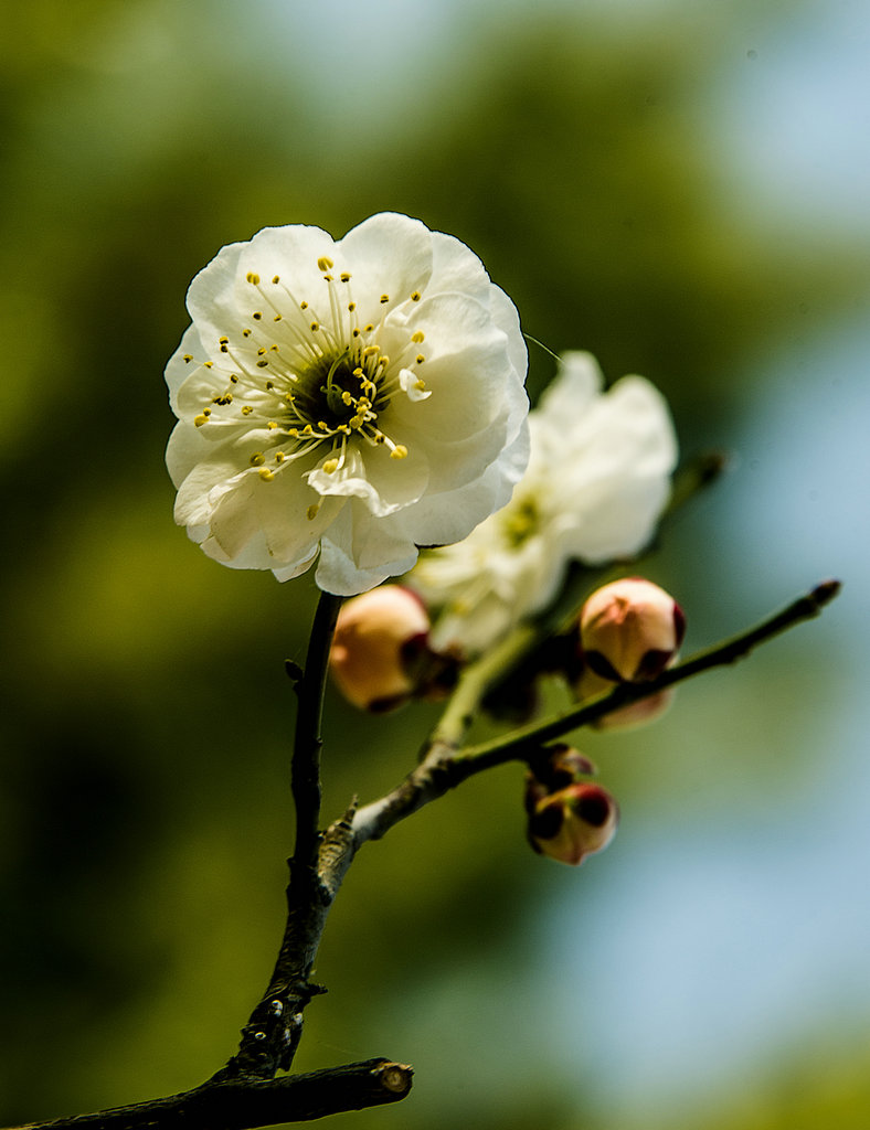 DSC_5323.jpg
