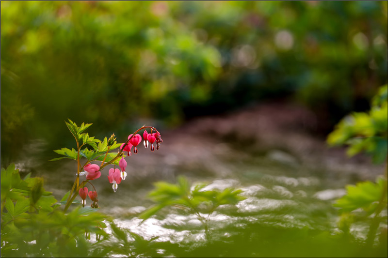 _54A2489.jpg