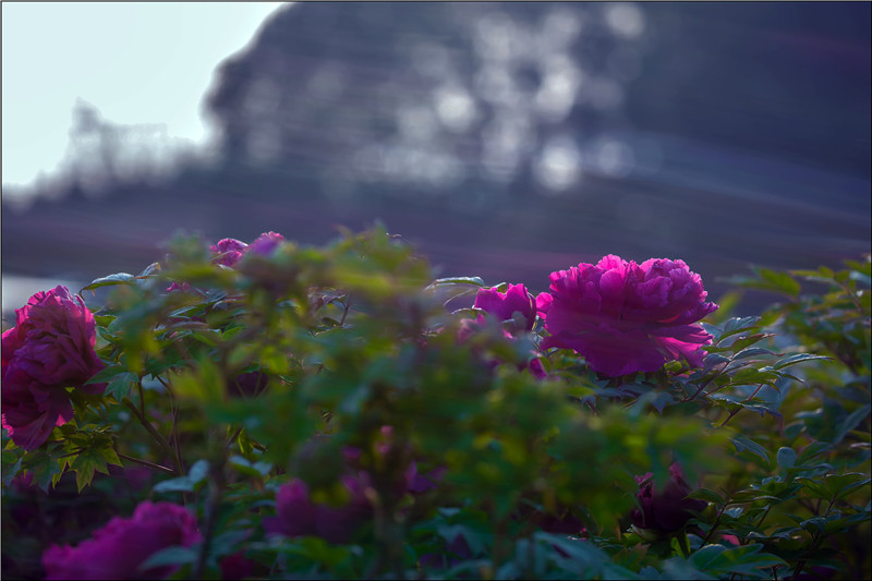 _54A2515.jpg