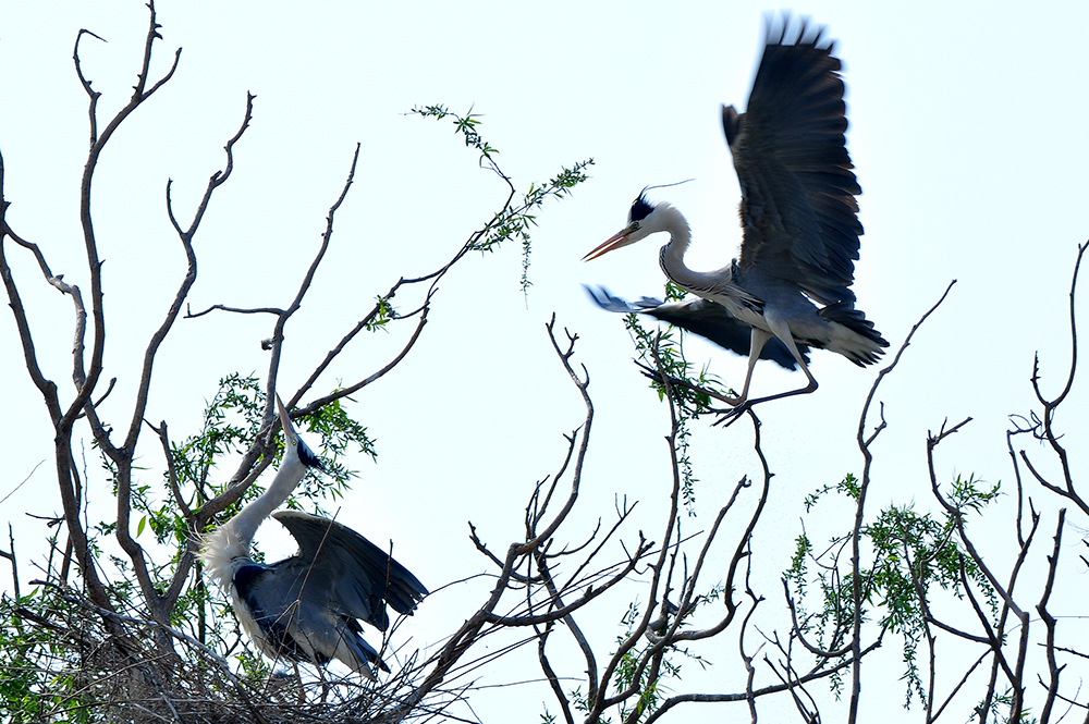 DSC_0147.JPG