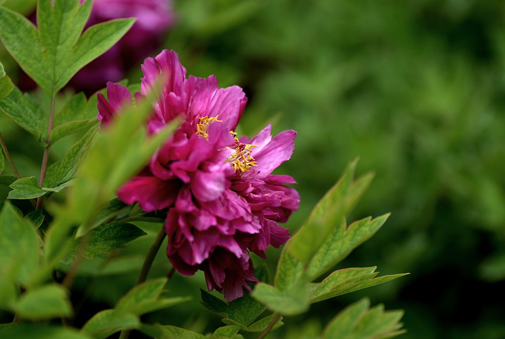 DSC_6297.JPG