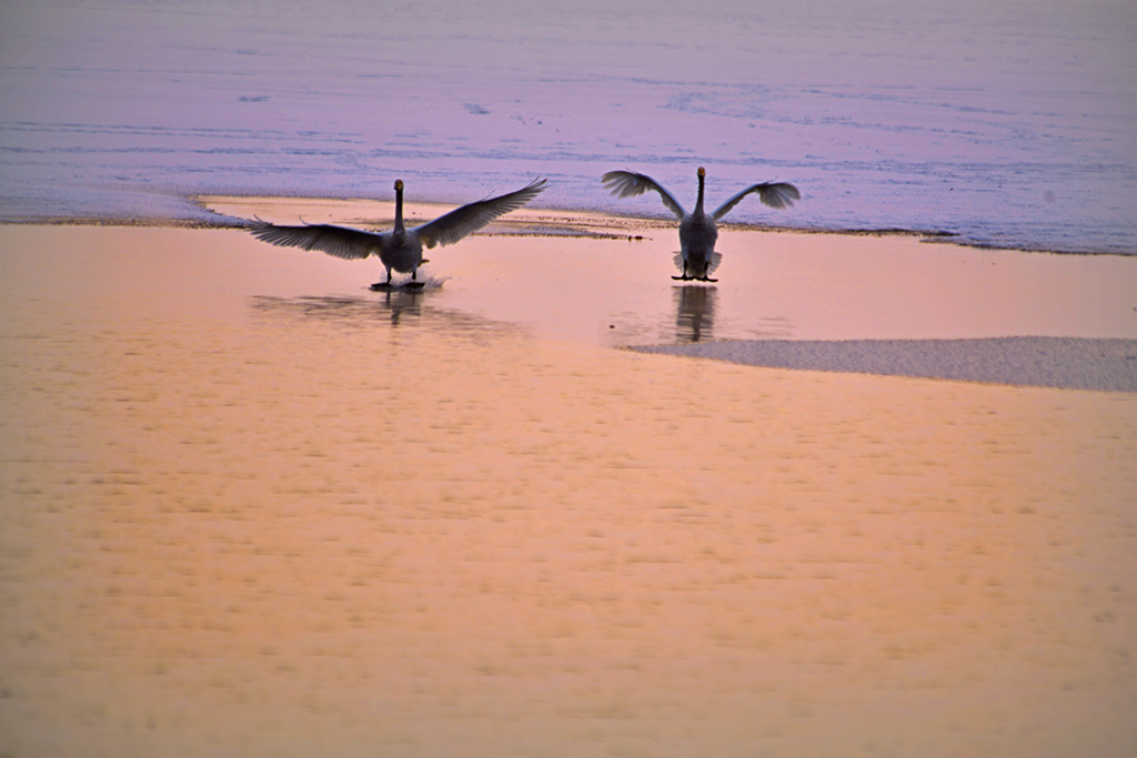 DSC_3442.JPG