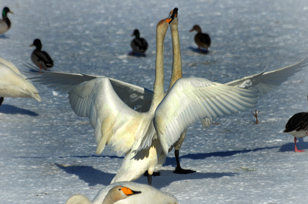 DSC_3184.JPG