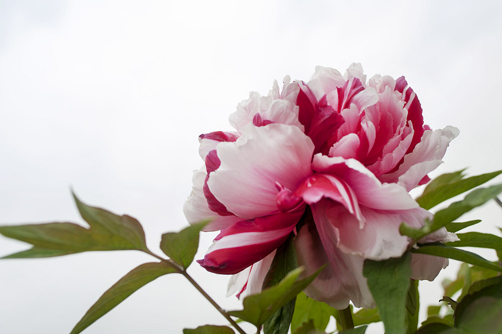 DSC_6573_1.jpg