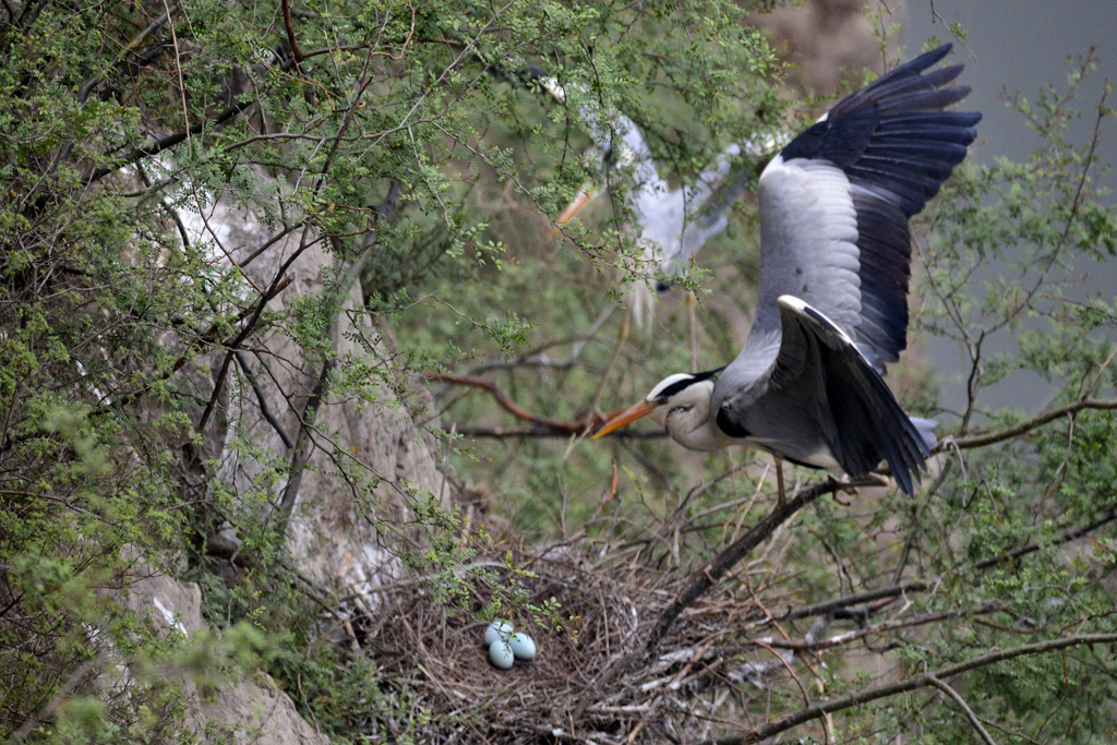 _DSC3736-.jpg