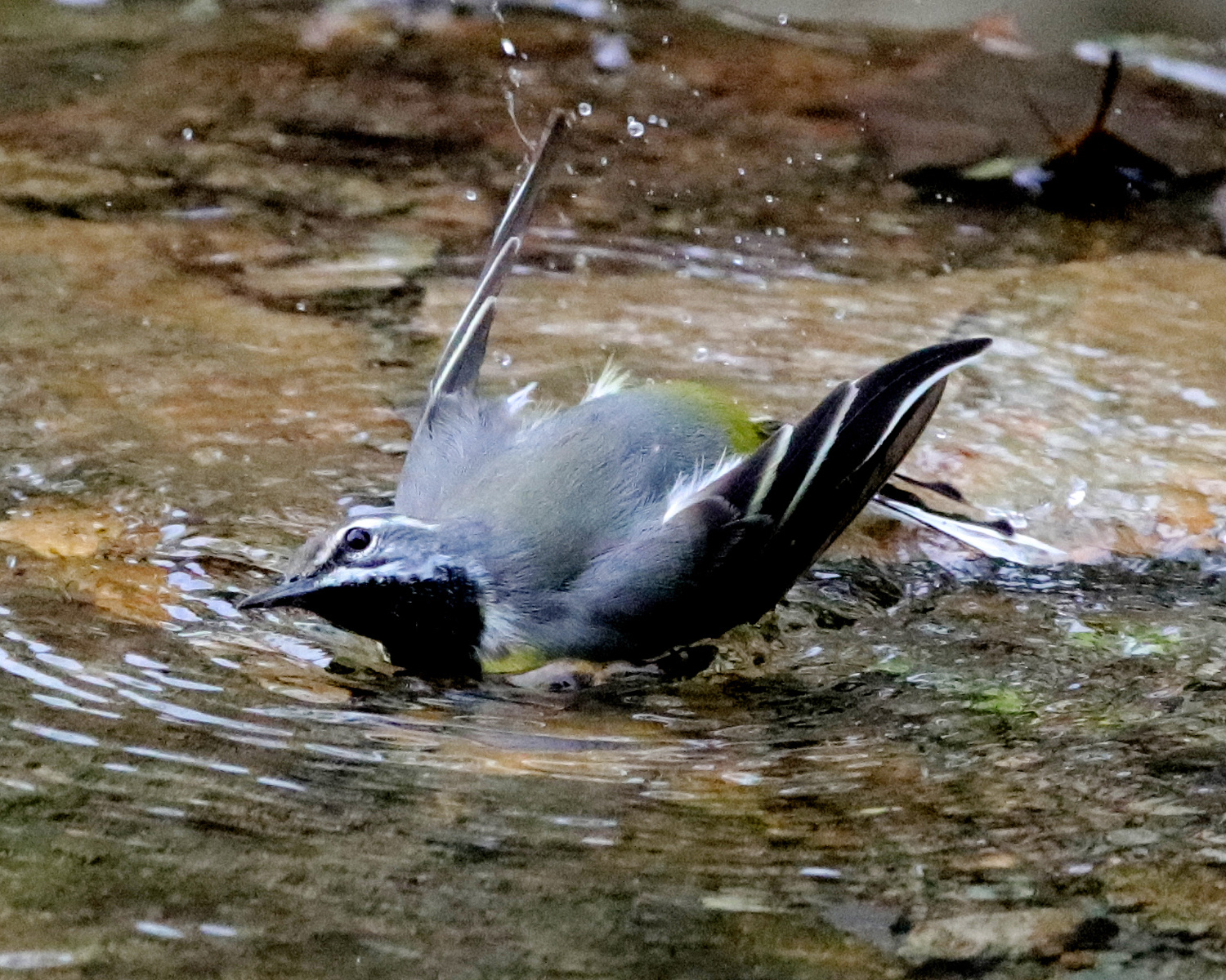0Y6A2538.JPG