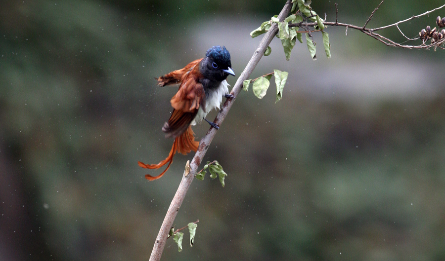 A30P6017_q.jpg