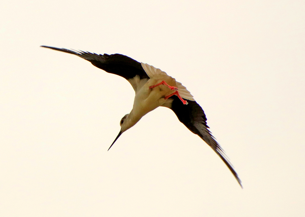 0Y6A7204.JPG