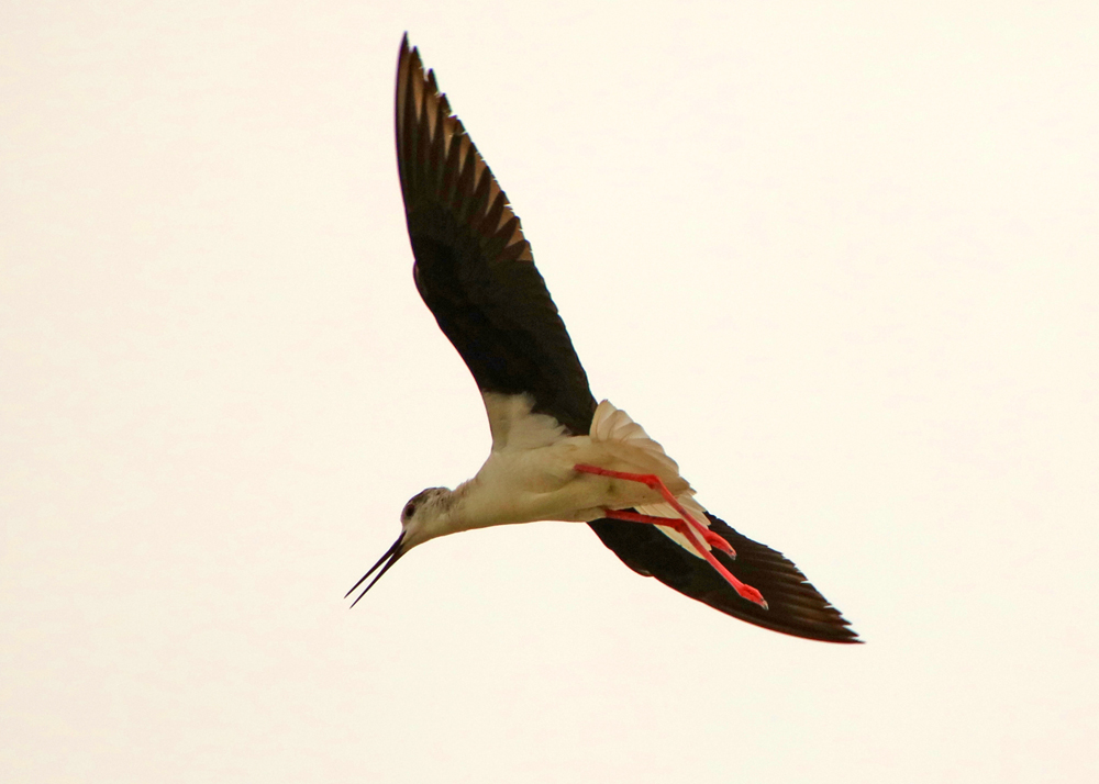 0Y6A7203.JPG