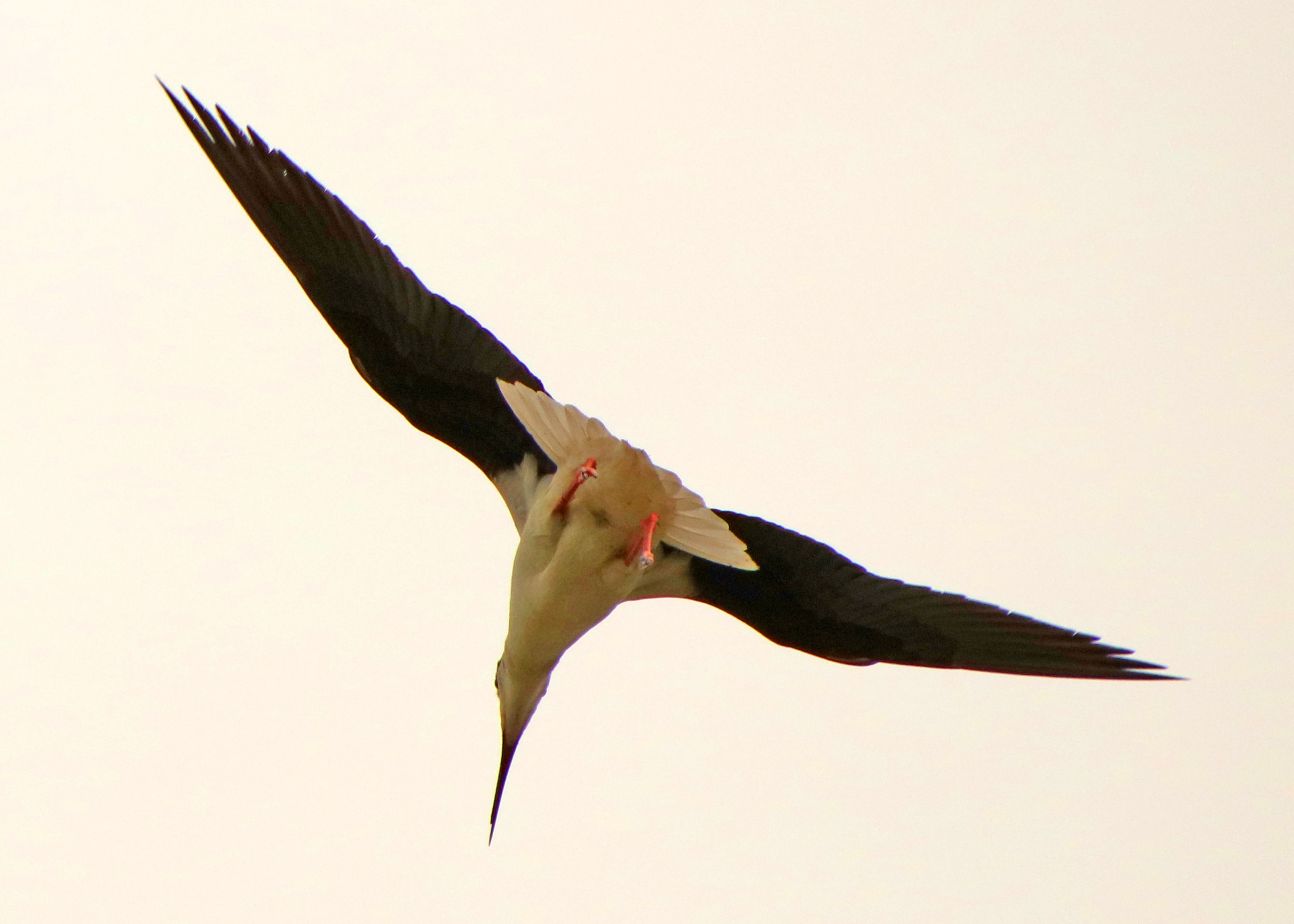 0Y6A7205.JPG