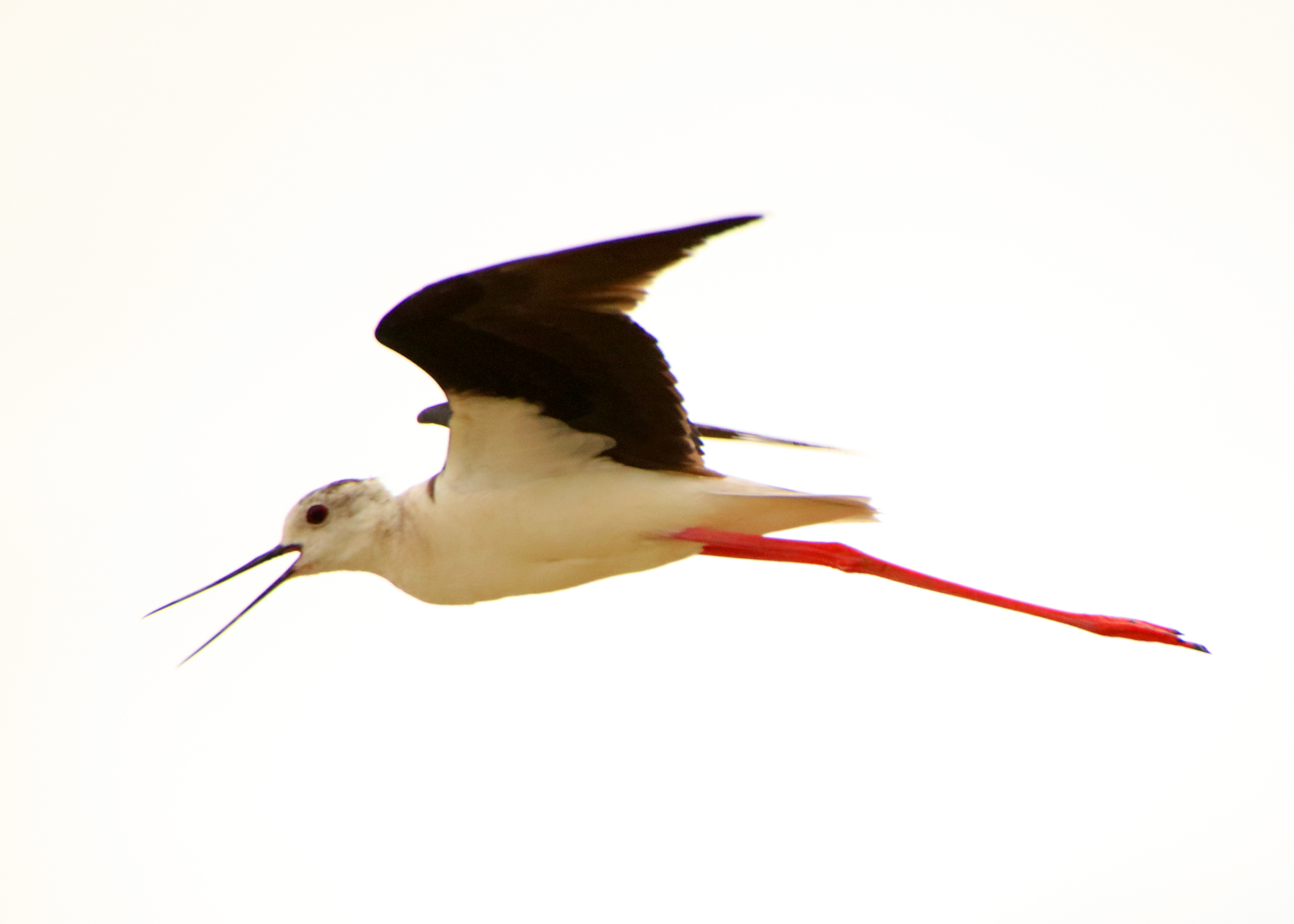 0Y6A7270.JPG