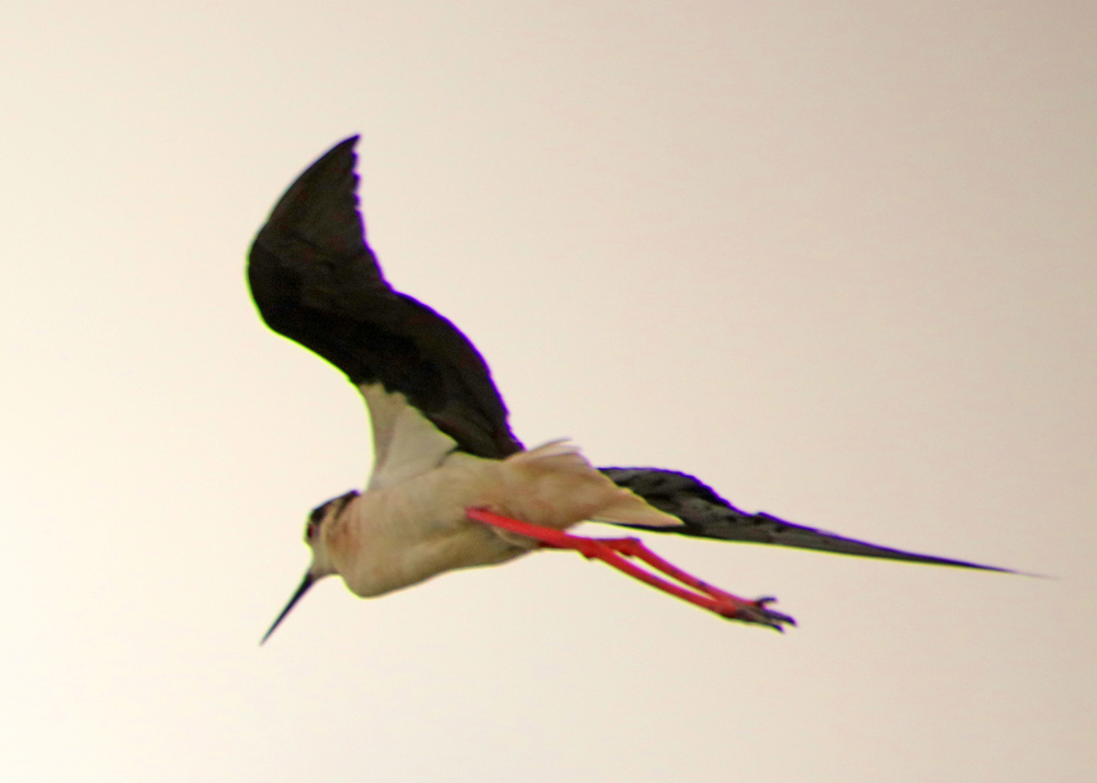 0Y6A7495.JPG