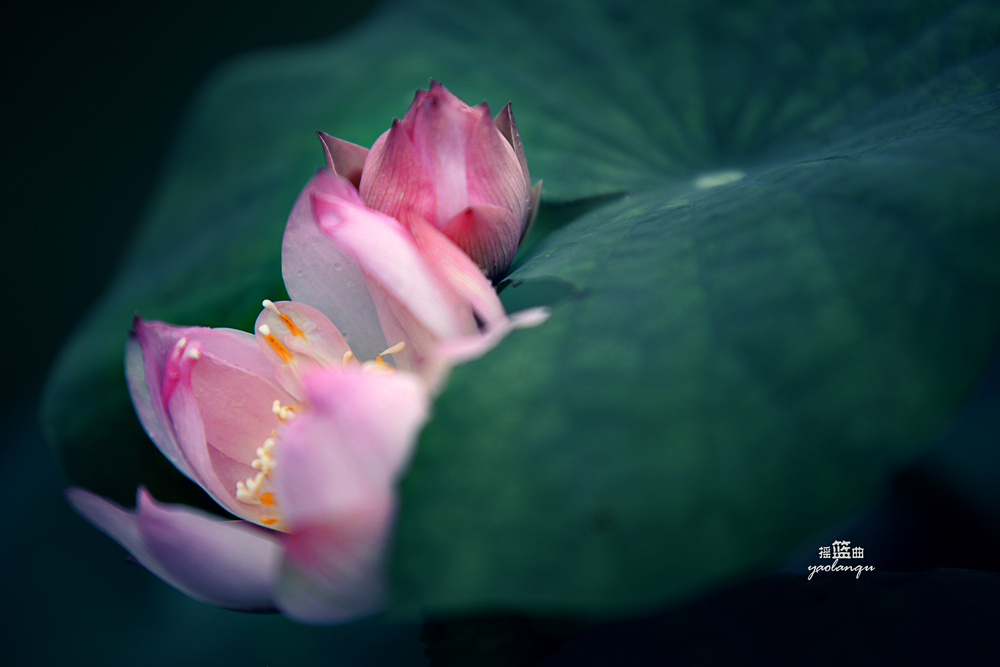 DSC_1072.jpg