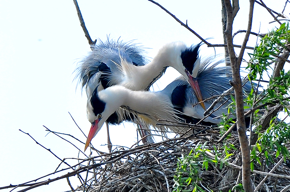 DSC_0142.JPG