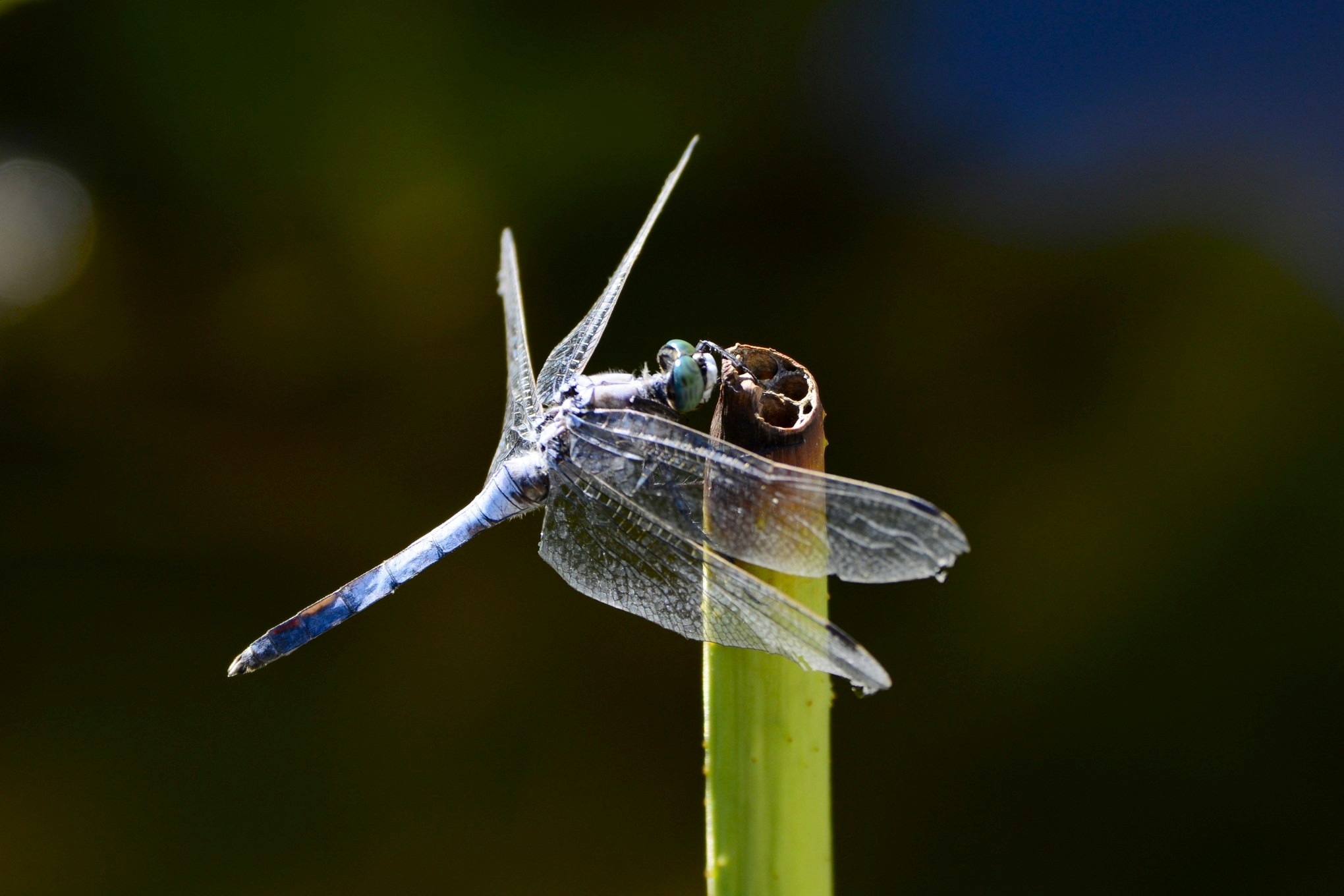 nEO_IMG__DSC3590.jpg