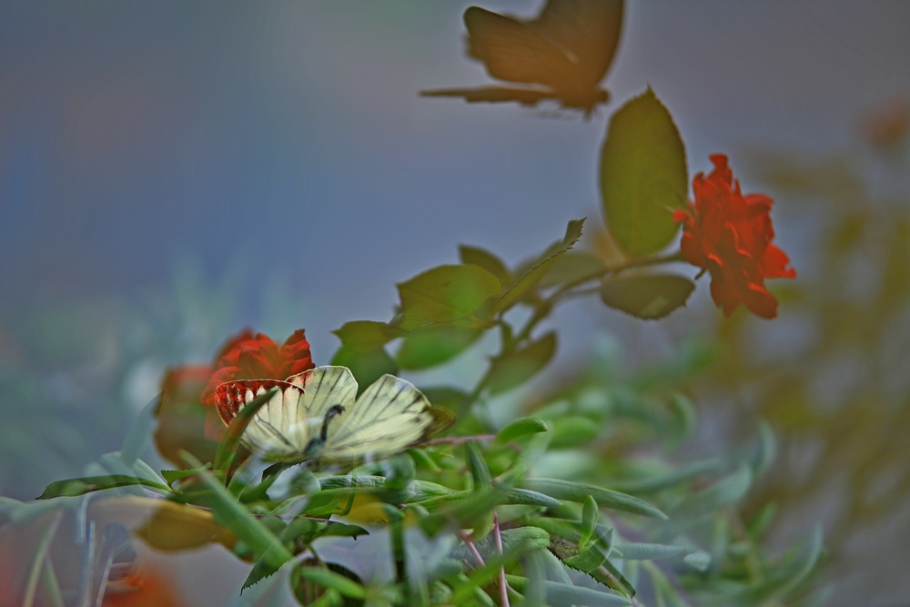 4U4A01810.jpg