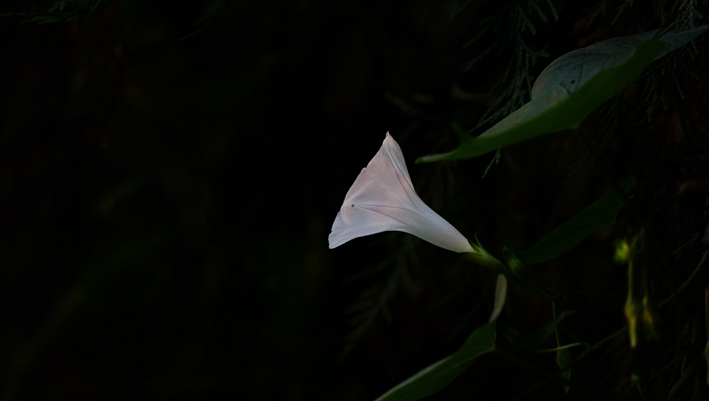 ǣţ8.jpg