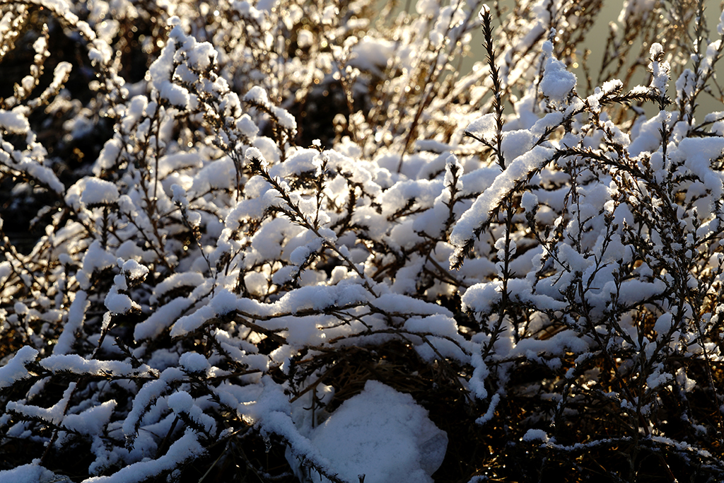DSC08053.JPG