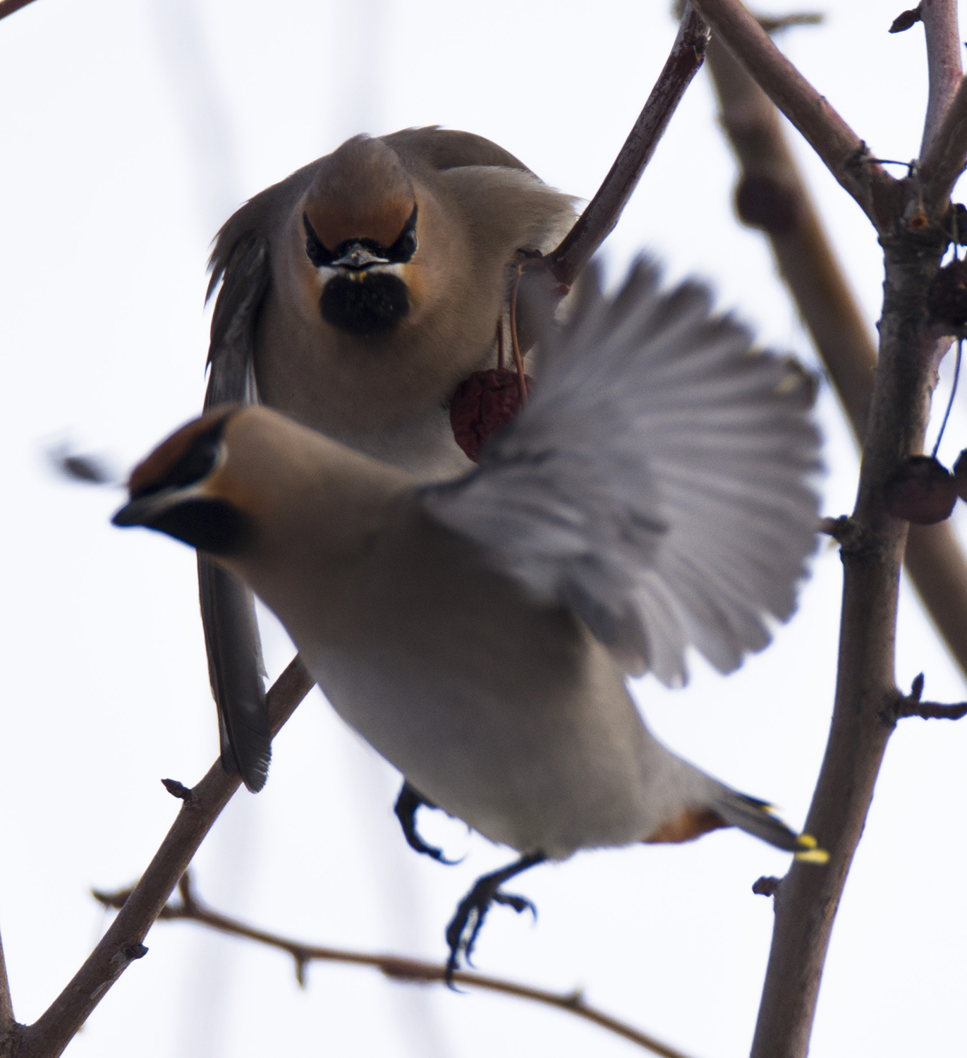 _DSC8653.JPG