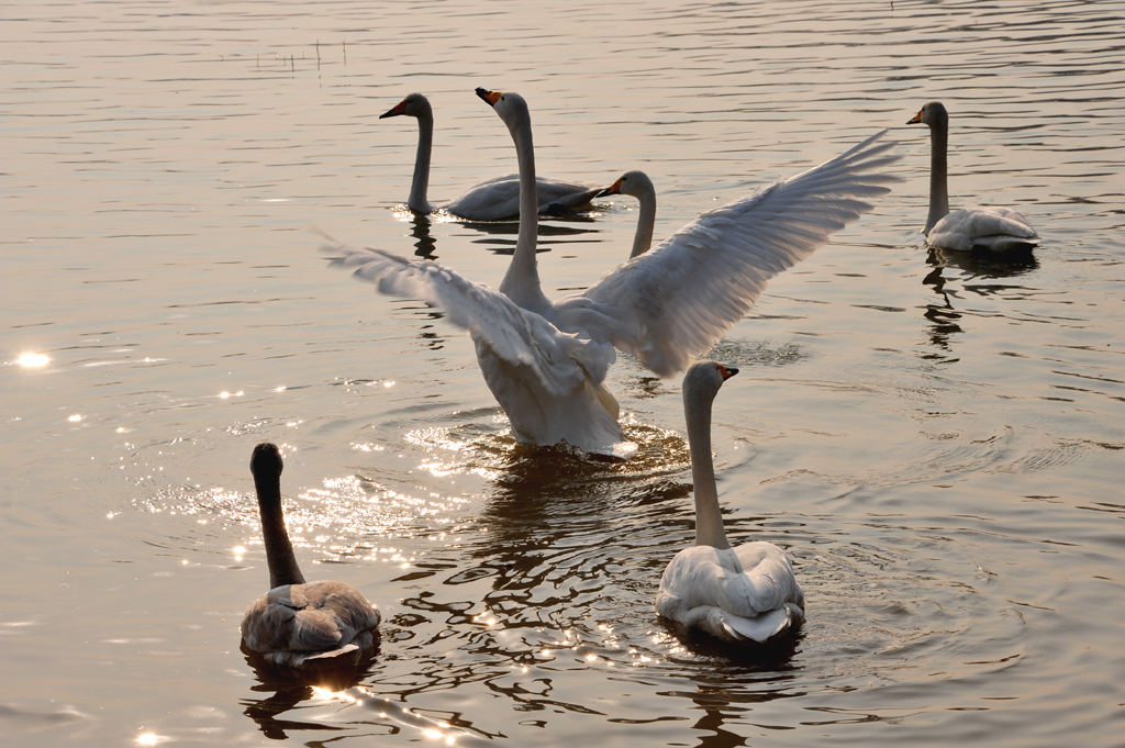 DSC_4629.jpg